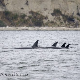 Biggs/Transient Orcas T109A’s plus cormorant chicks and seal with salmon dinner