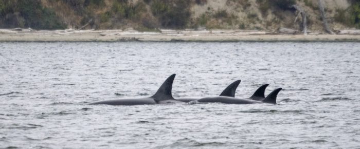 Biggs/Transient Orcas T109A’s plus cormorant chicks and seal with salmon dinner