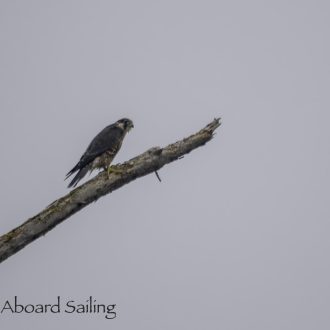 All kinds of wildlife on our southerly sail