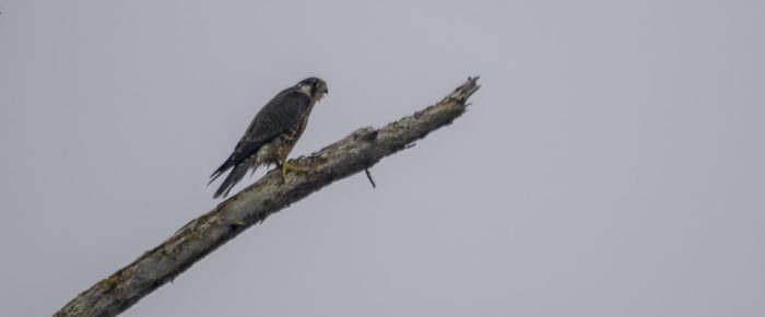 All kinds of wildlife on our southerly sail