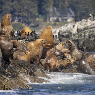 Southerly sail to see sea lions and other wildlife