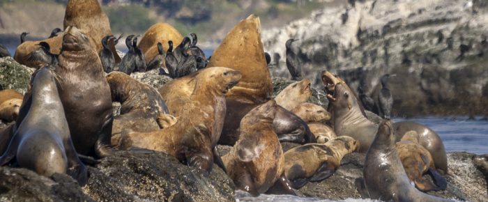 Southerly sail to see sea lions and other wildlife