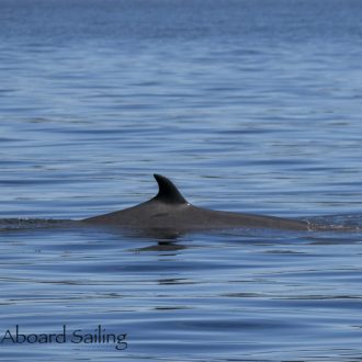 Minke whale at Minke Lake and a sail around Skipjack Island