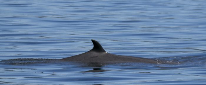 Minke whale at Minke Lake and a sail around Skipjack Island