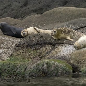 Sea otter, black matte naked seal and a sail around Skipjack Island