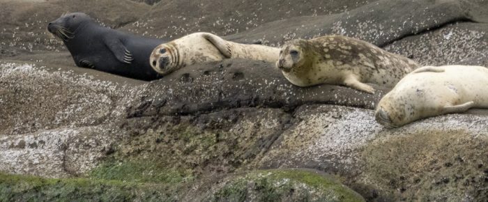 Sea otter, black matte naked seal and a sail around Skipjack Island