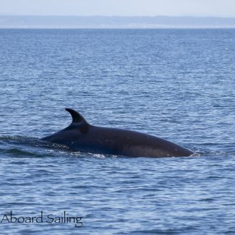 Minke whale at Salmon Bank and Sea otter eating urchins