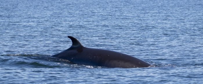 Minke whale at Salmon Bank and Sea otter eating urchins