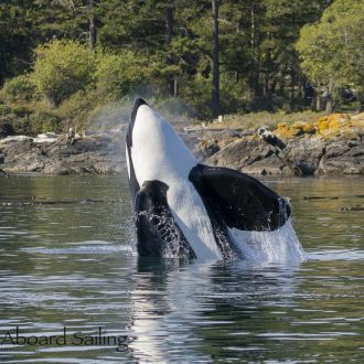 Biggs/Transient orca T49C in San Juan Channel