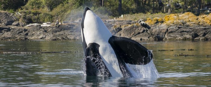 Biggs/Transient orca T49C in San Juan Channel