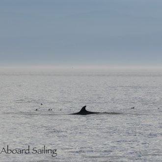 Minke whale, Steller sea lions and much more