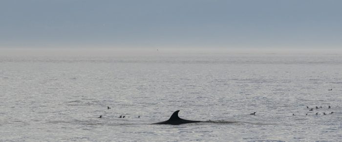 Minke whale, Steller sea lions and much more