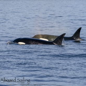 Biggs/Transient orcas T46B1’s with T46C2 followed by T49A1 near Stuart Island