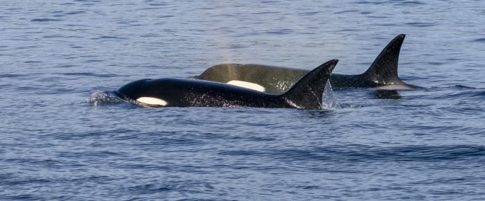 Biggs/Transient orcas T46B1’s with T46C2 followed by T49A1 near Stuart Island