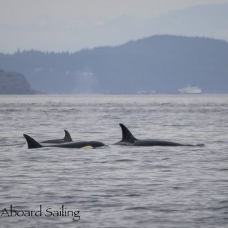 Sailing with Biggs/Transient orcas T46B’s