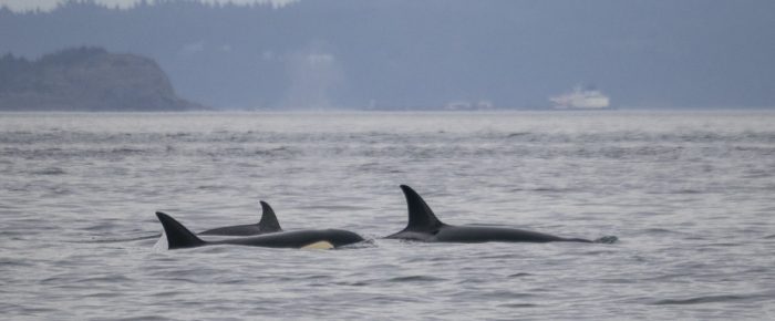 Sailing with Biggs/Transient orcas T46B’s