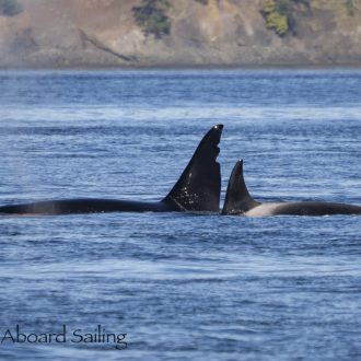 Biggs/Transient orcas T65 and T63 “Chainsaw”