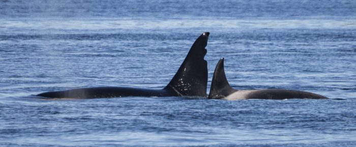 Biggs/Transient orcas T65 and T63 “Chainsaw”