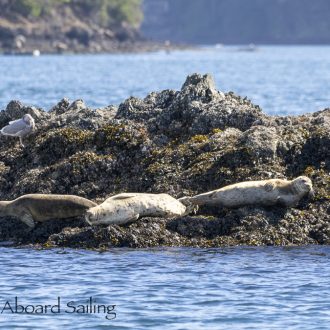 Sailing north to Flattop and New Channel