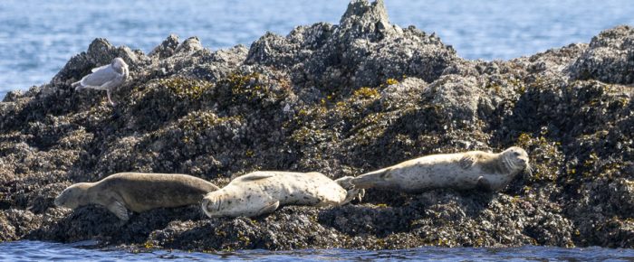 Sailing north to Flattop and New Channel