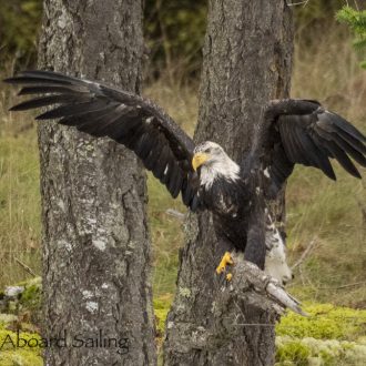 October sail full of wildlife